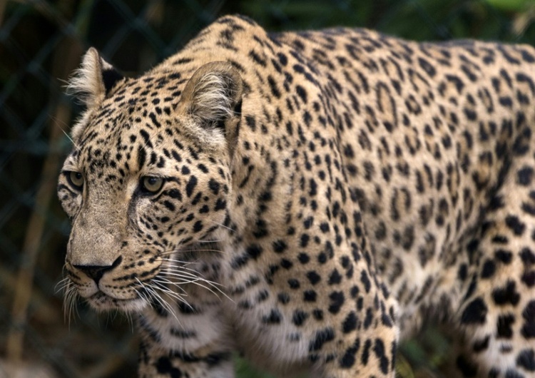 Tierpflegerin stirbt nach Leoparden-Angriff in niederländischem Zoo