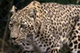 Tierpflegerin stirbt nach Leoparden-Angriff in niederländischem Zoo