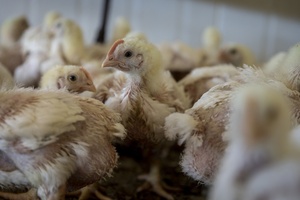 Dänischer Tierschutzminister will sich für Verbot von ''Turbo-Hähnchen'' einsetzen